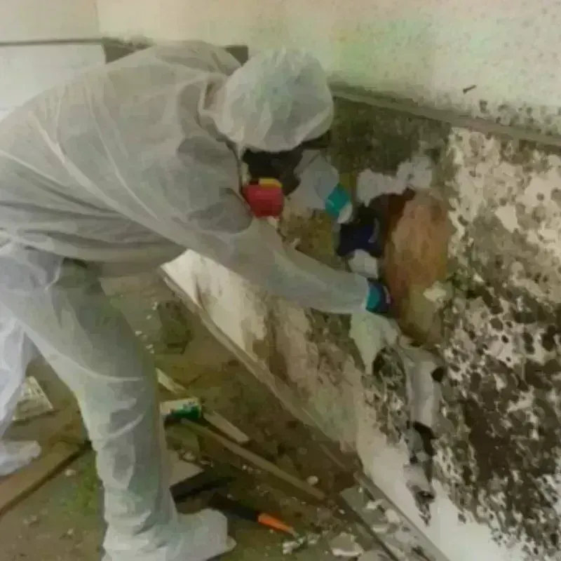 Mold Remediation and Removal in Ashland, WI